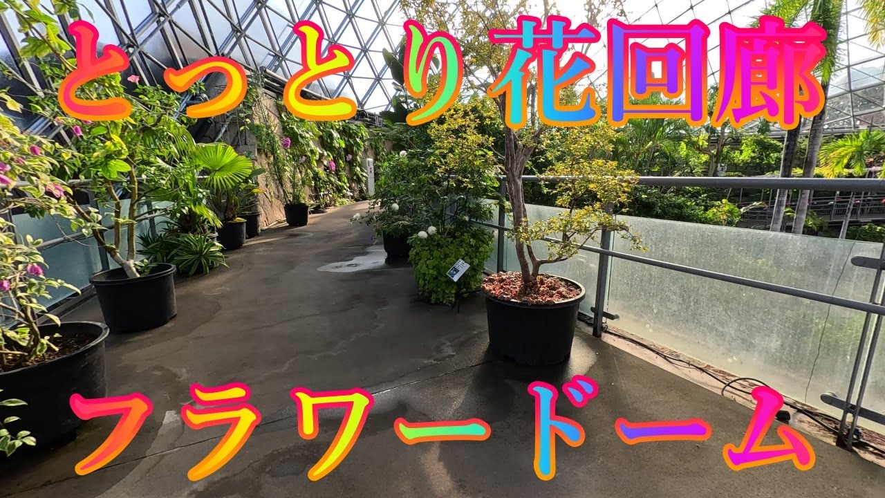冬の季節 1月16日 金曜 晴れ 花の香園 #とっとり花回廊 フラワードーム 日本 鳥取県西伯郡南部町鶴田 レストラン花かいろう @WalkingYoshi