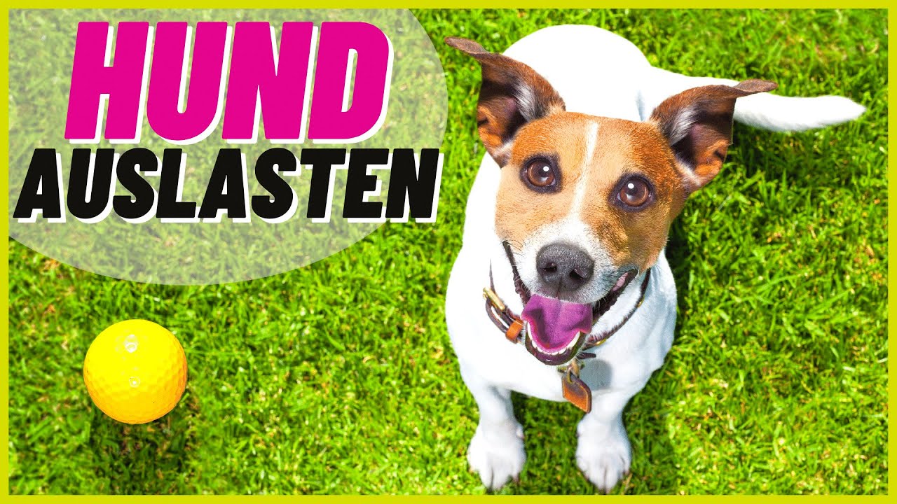 Die 6 besten Möglichkeiten, deinen Hund richtig auszulasten!