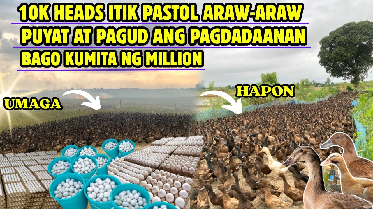 10K HEADS ITIK PASTOL ARAW-ARAW BAGO KUMITA NG MILLION PUYAT AT PAGUD ANG PAGDADAANAN