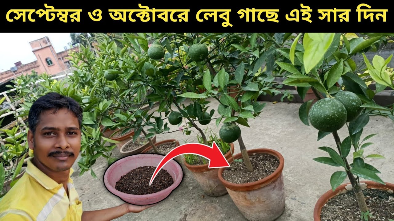 This special care for lemon trees in September and October is a must