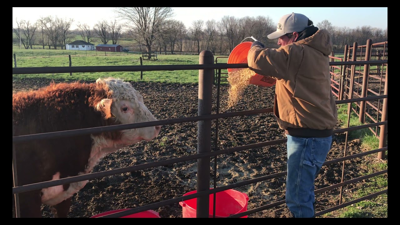 Synchronizing Heifers | Livin' On The Farm