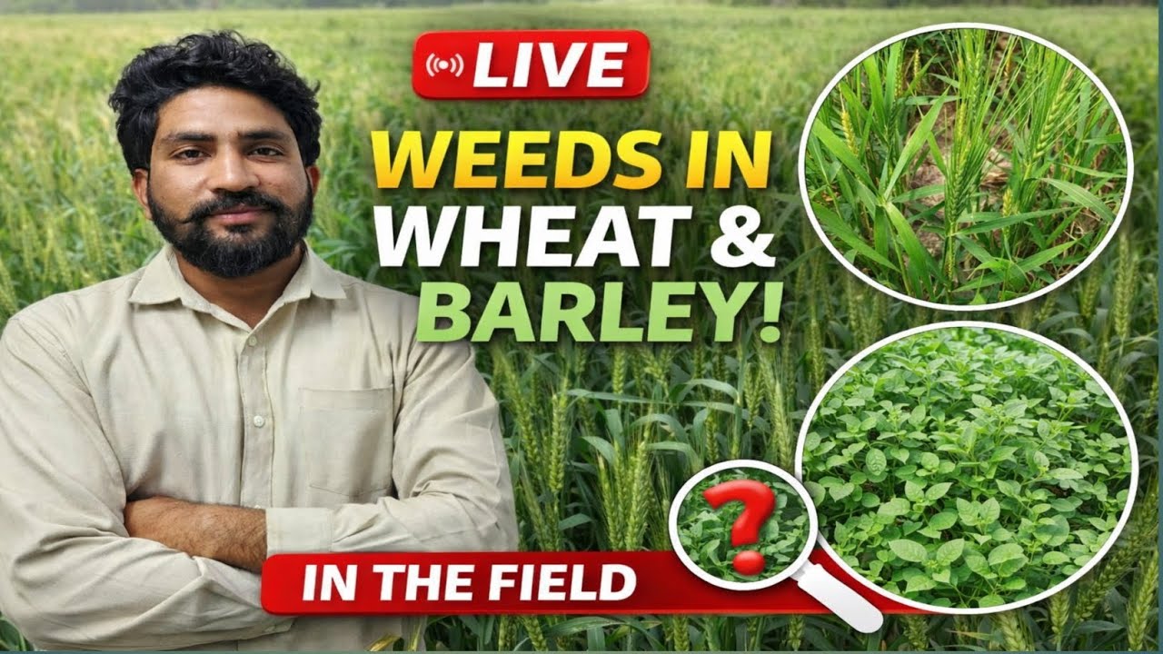 Weeds of Wheat and barley in field| weeds of wheat and barley in live field.
