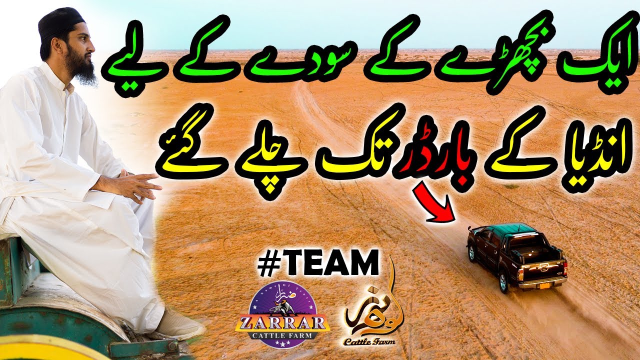 Purchasing Tour of Zarrar & Kohinoor Cattle Farm Teams for 01 Bull Only | Cattle Market Karachi