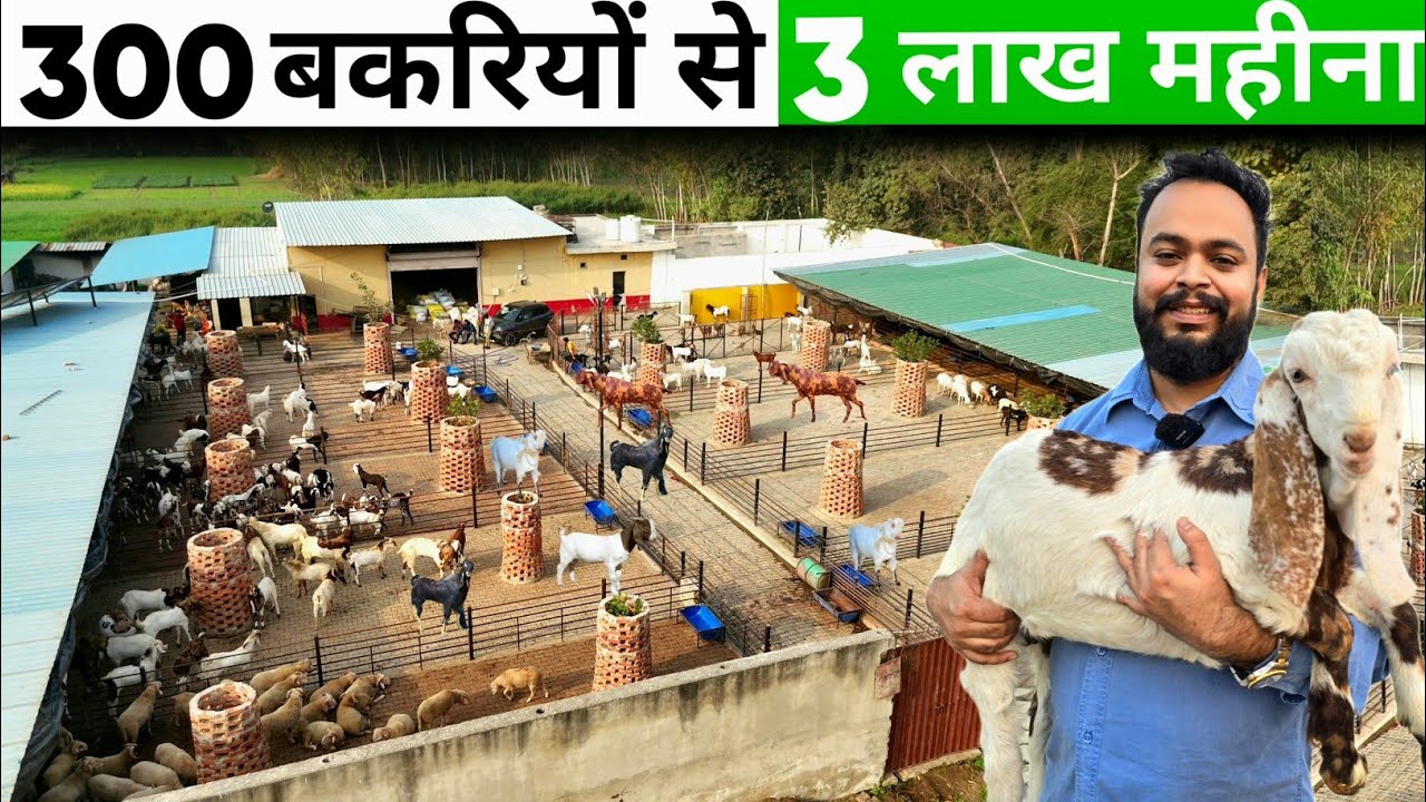ऐसा शानदार बकरी फार्म नहीं देखा होगा | Goat farming A to Z जानकारी