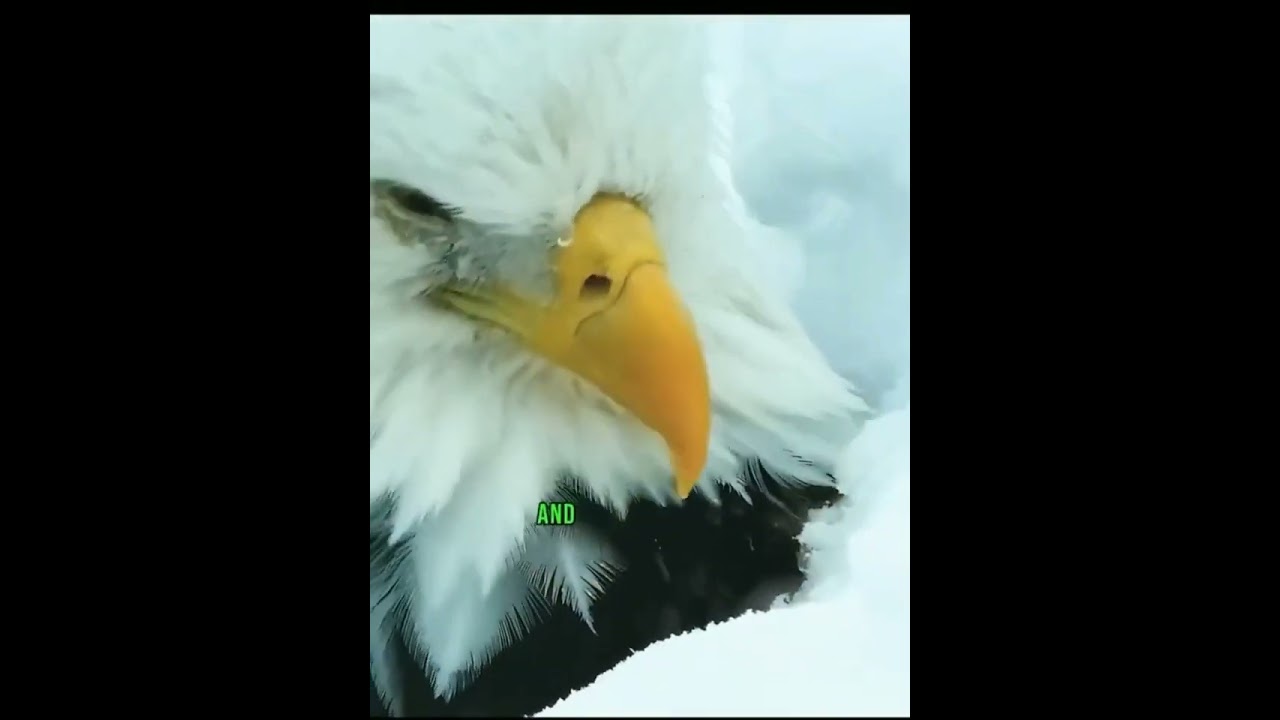 This is how bald eagle protects her eggs in extreme weather conditions short documentary