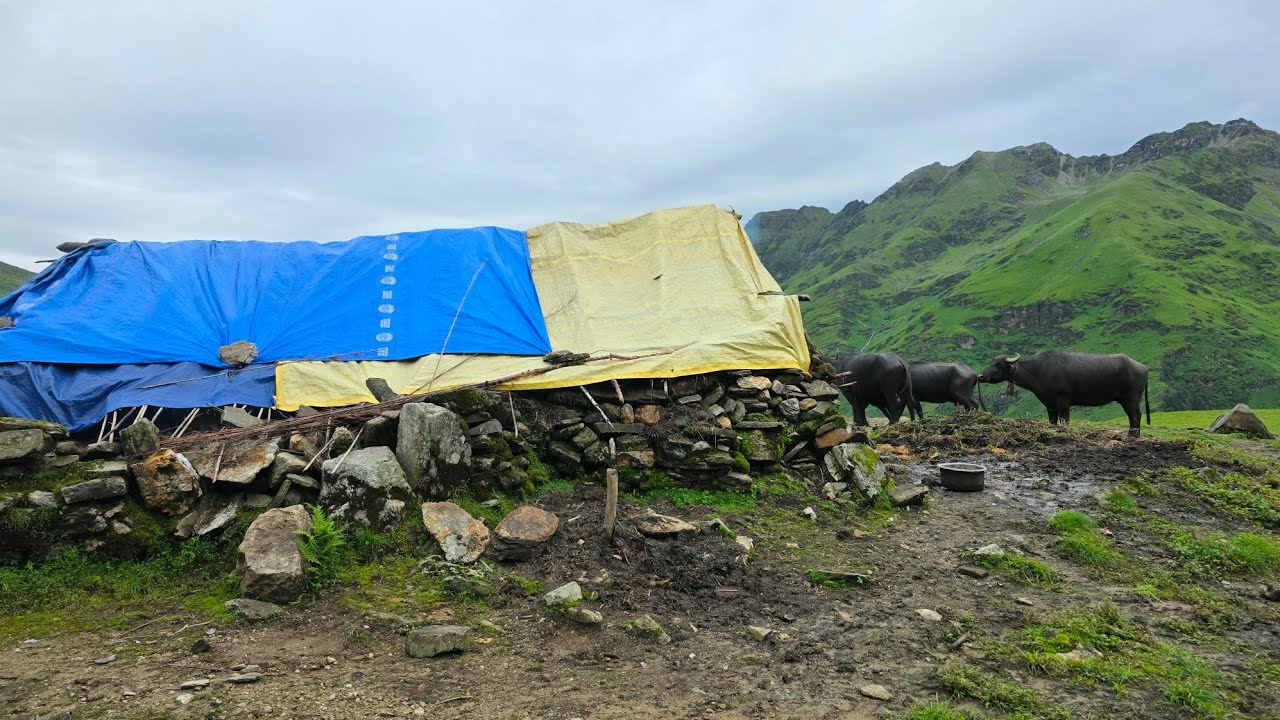 Himalayan Village Life in Heavy Rain Season | Daily Activities People In Village Lifestyle 