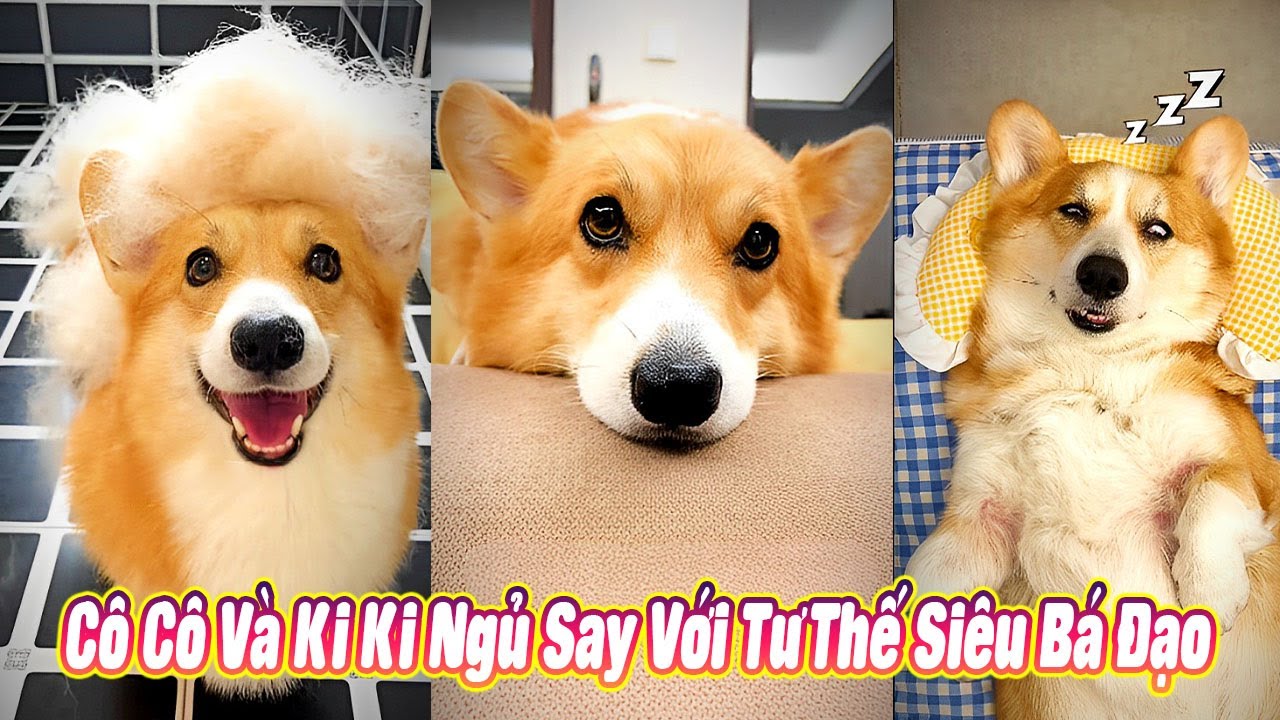 Cô Cô Và Ki Ki Ngủ Say Với Tư Thế Siêu Bá Đạo 😅 #thúcưng #vậtnuôi #funny #pets #cat #cute