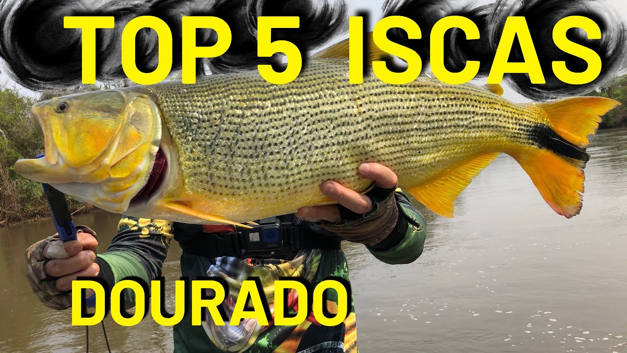 Melhores iscas para pescar dourado!#pesca #dourado