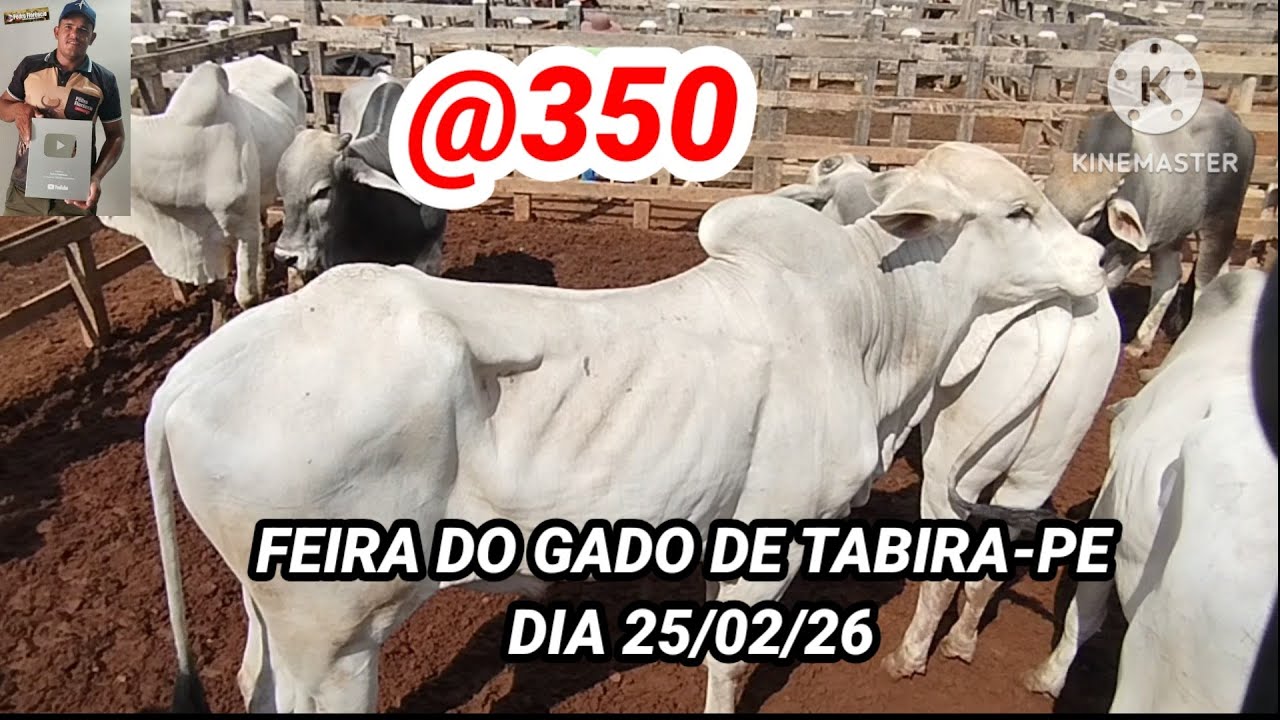 Feira do Gado de Tabira-PE / Arroba a 350 Reais dia 25/02/26