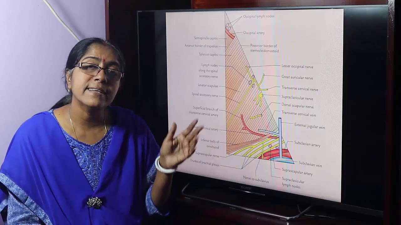 Lecture On Posterior triangle