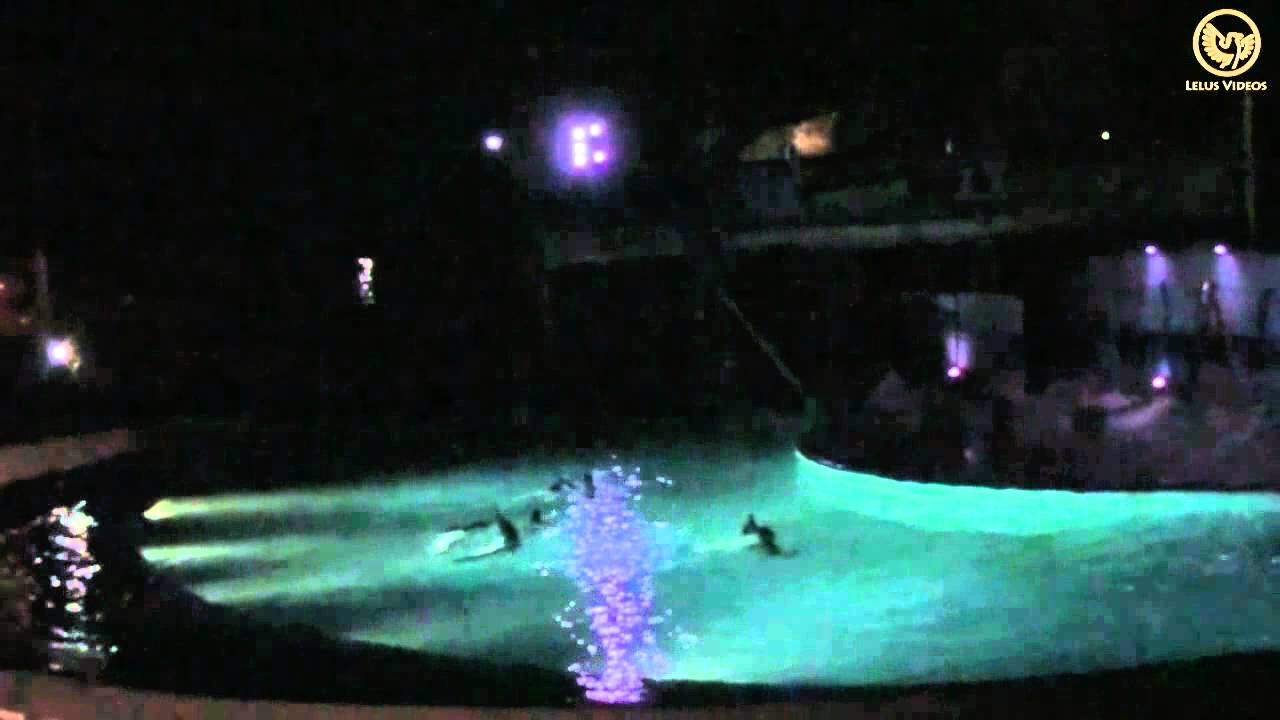 Zoo Aquarium de Madrid - Espectáculo de delfines (Noches del Zoo)