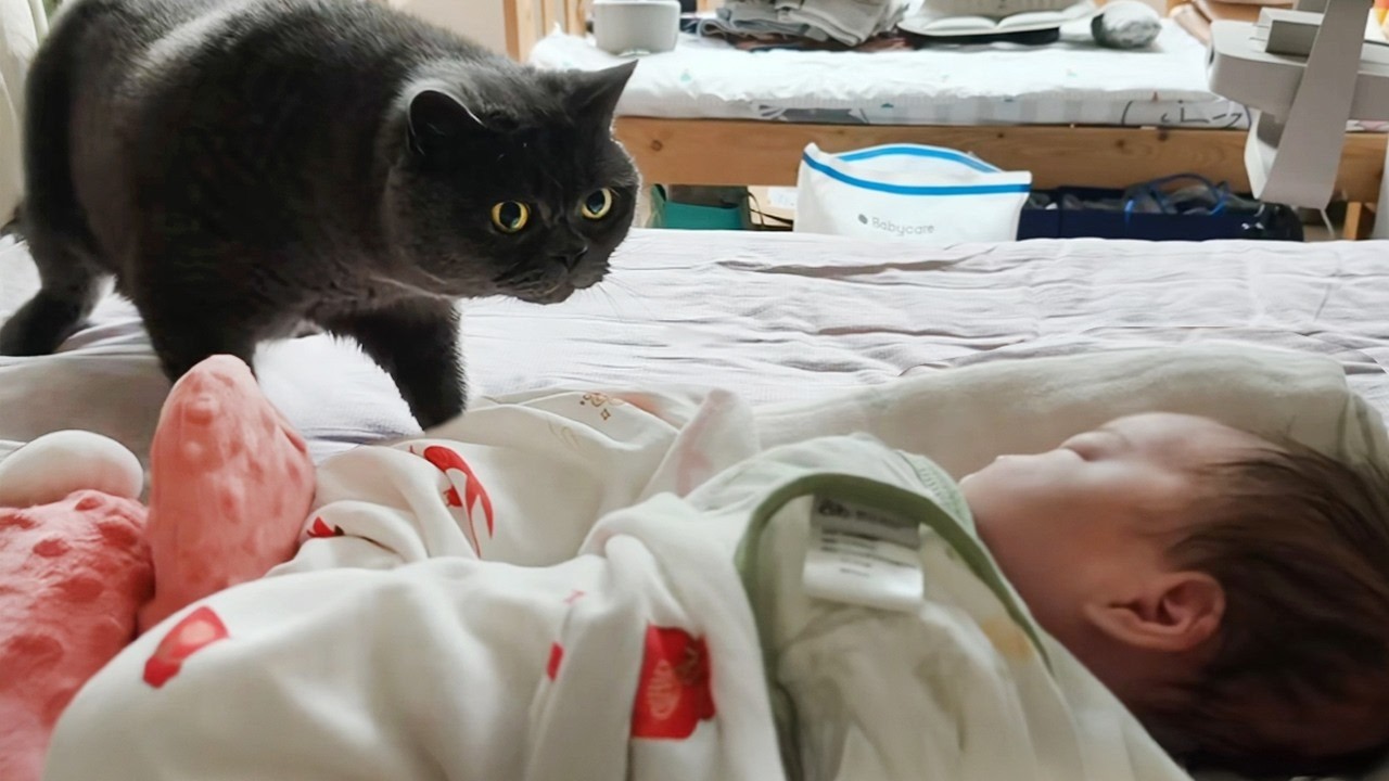 Cat Can't Hold Back His Emotion At His Baby Sister❤️ Cute Cat Reaction Ever!