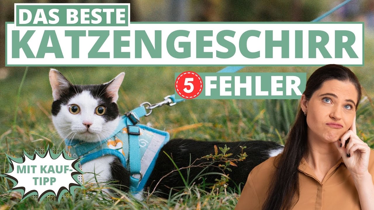 Bestes Katzengeschirr - 5 Fehler beim Kauf