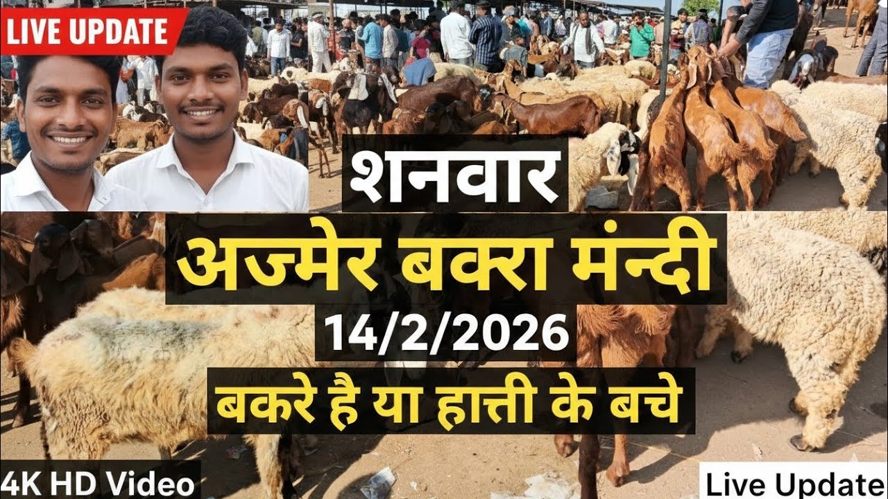 14/2/2026 शनिवार अजमेर बकरा मंडी आज देखो बकरा नहीं एक से बढ़कर एक बड़े घोड़े टाइप के बकरे #ajmer 