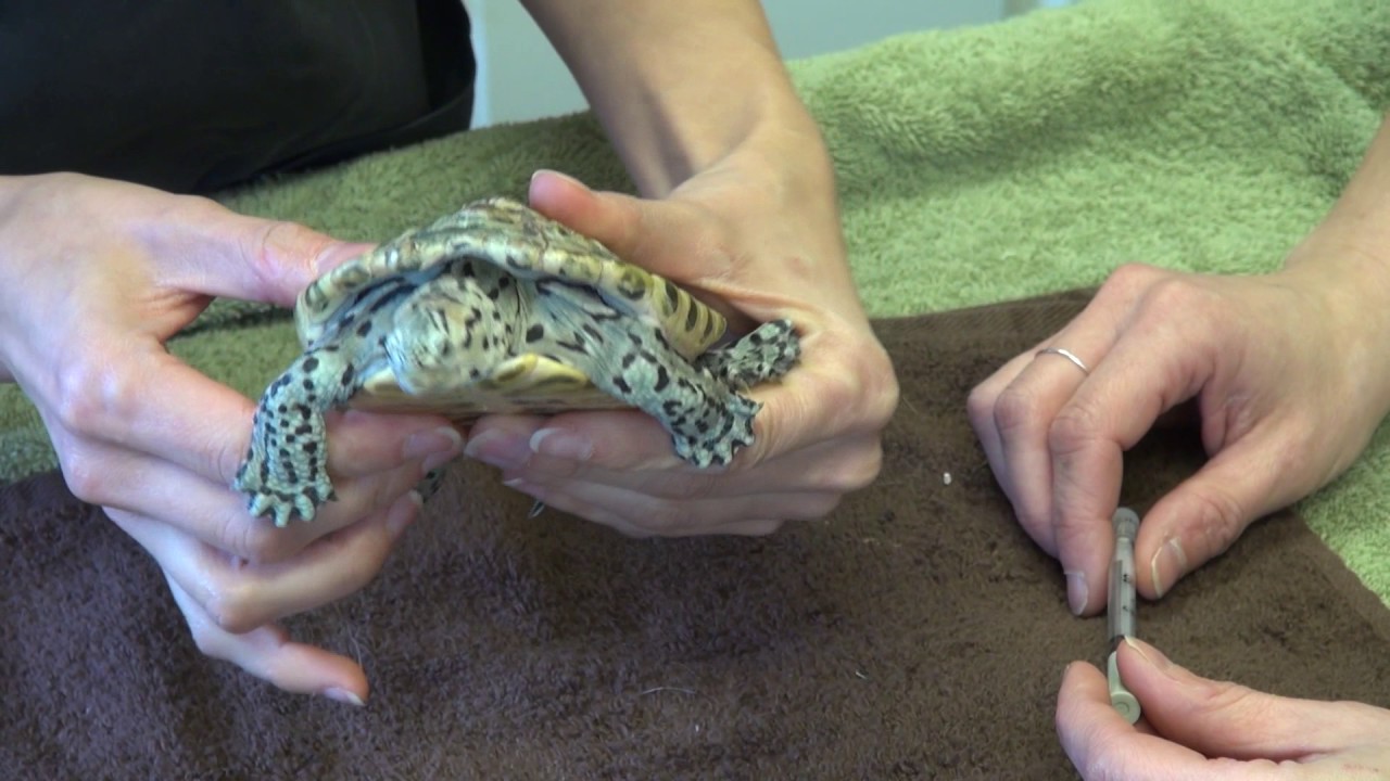 How to Administer Injectables into a Reptile - Turtle or Tortoise