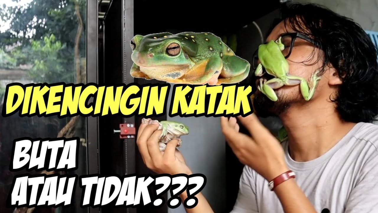 GREEN TREE FROG COCOK UNTUK PEMULA | Dumpy Frog & White Lipped Frog
