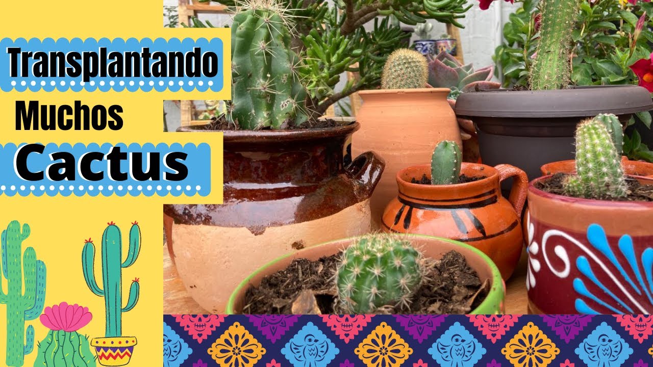 Trasplantando nuevos cactus, Sustrato y Cuidados