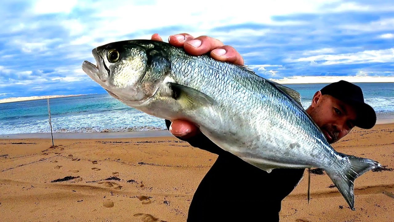 Beach FISHING For TAILOR Catch and Cook