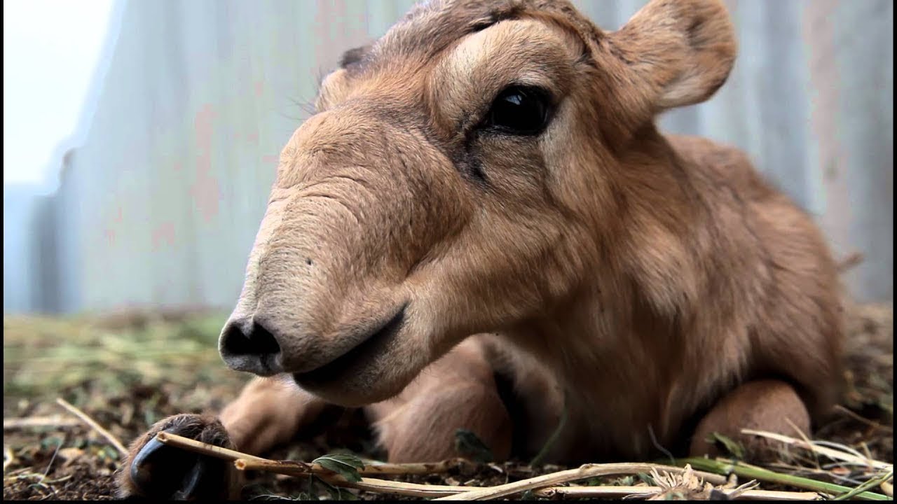 Saiga Documentary