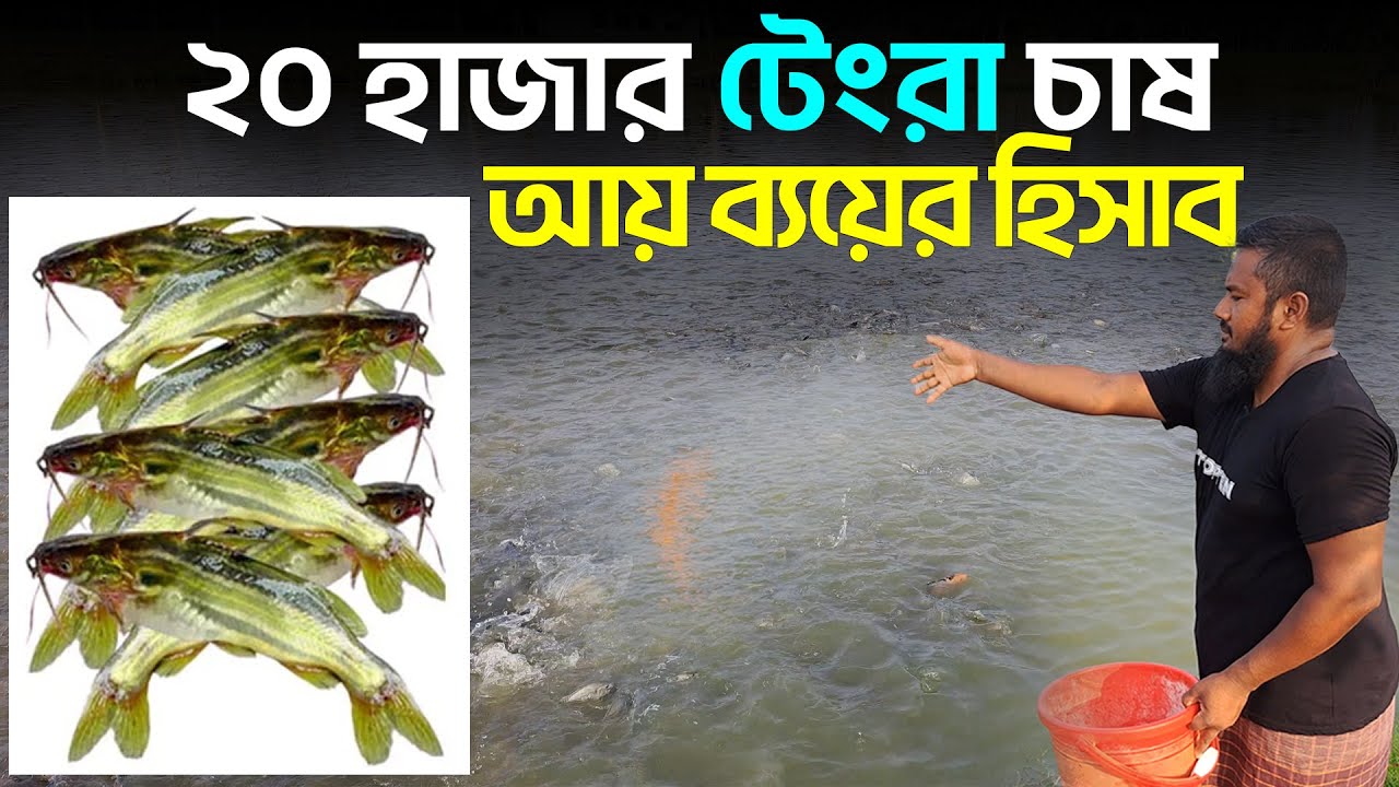 ২০ হাজার টেংরা চাষ || টেংরা চাষের আয় ব্যয়ের হিসাব || Shakib AGRO