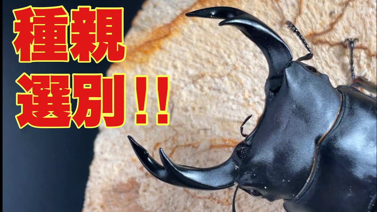 玄人しか知らない種親を選ぶ基準とは⁇ オオクワブリードは種親で全てが決まる‼︎