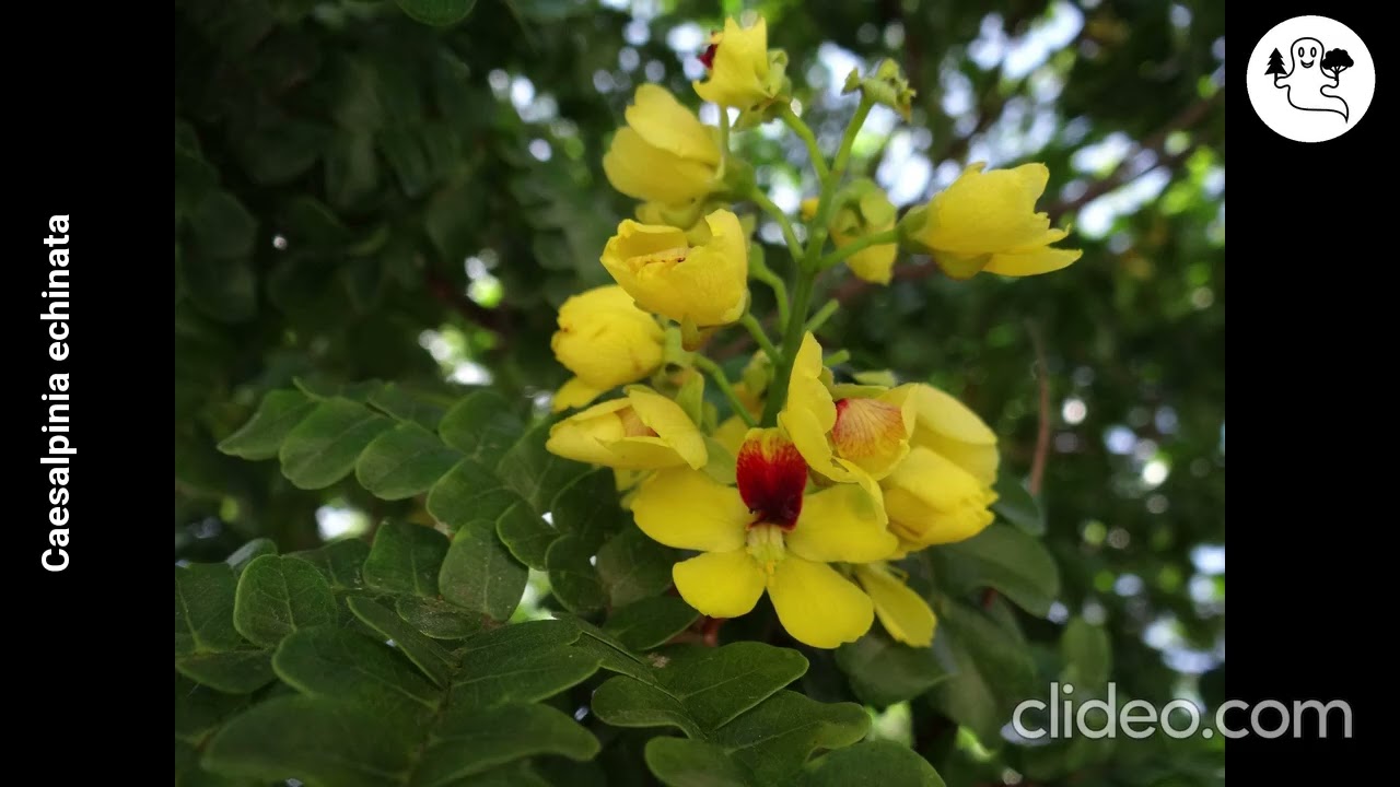 Caesalpinia echinata (Sapan &scaron;tětinat&yacute;)
