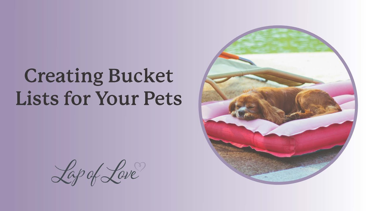 Creating Bucket Lists for Your Pets