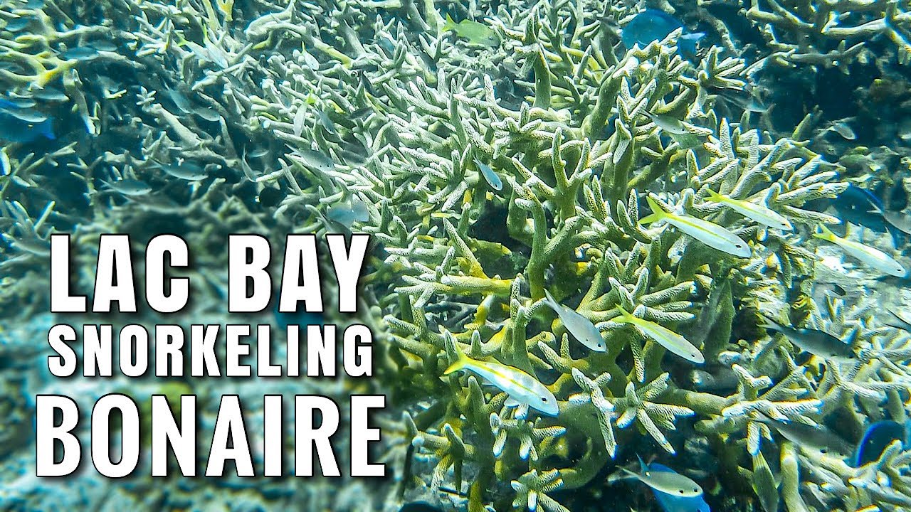 Snorkeling BONAIRE Lac Bay Staghorn Coral Forest