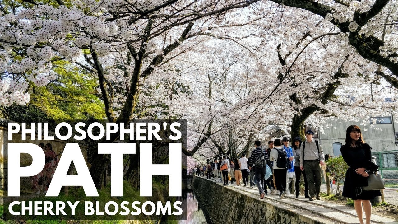 Philosopher's Path (Walk) Cherry Blossoms Kyoto | VEDA DAY 3 | Japan Vlog 45 | Lin Nyunt