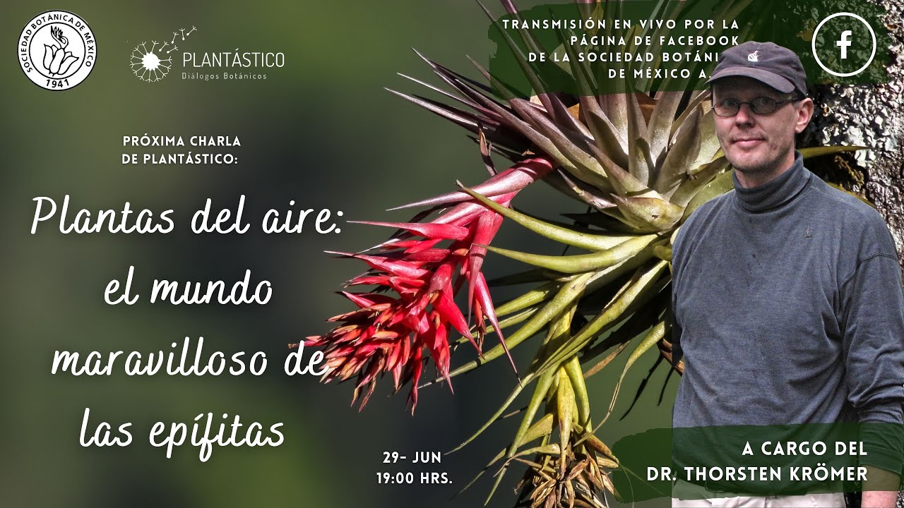 Plantas del aire, el mundo maravilloso de las epifitas