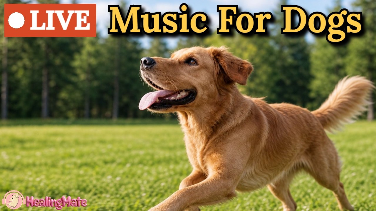 🔴24/7 Dog TV🎵🐶Calming Music for Dogs🐶💖Soothing Music to Ease Separation Anxiety in Dogs🔴14