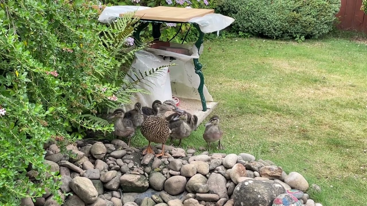 Ducklings are getting bigger