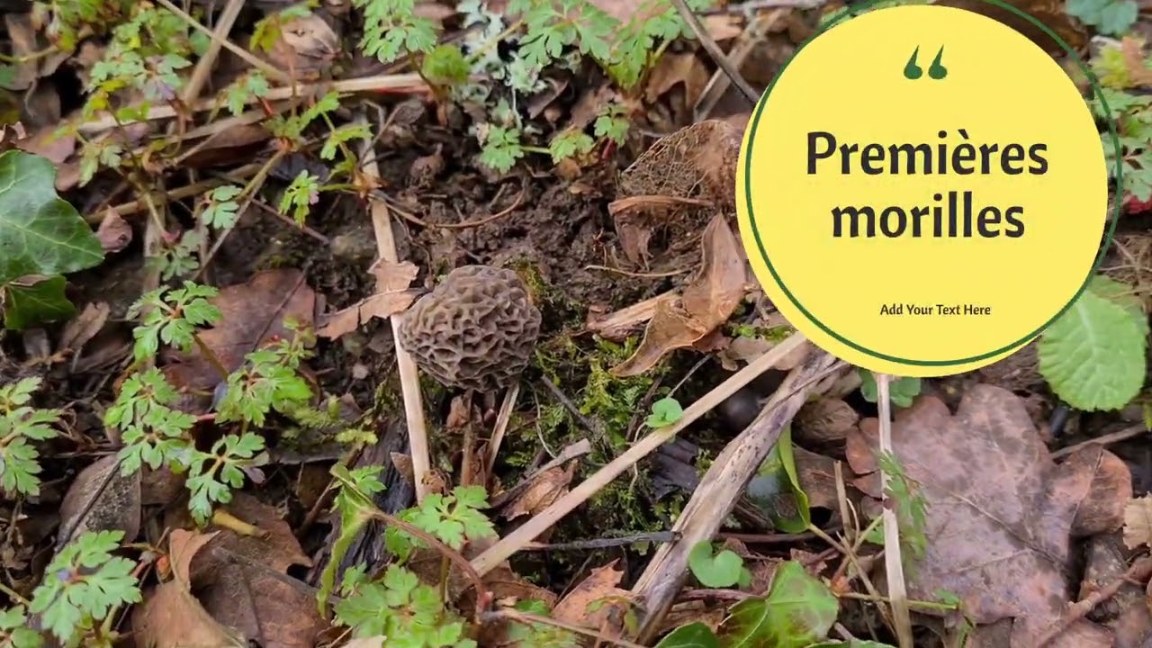 05 mars 2024 Première morilles de la saison JE tombe dessus aux hygrophores #morilles #morchella