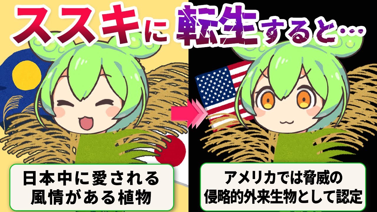 アメリカを無双した日本のススキ！破壊力の秘密とは！？【ずんだもん＆ゆっくり解説】