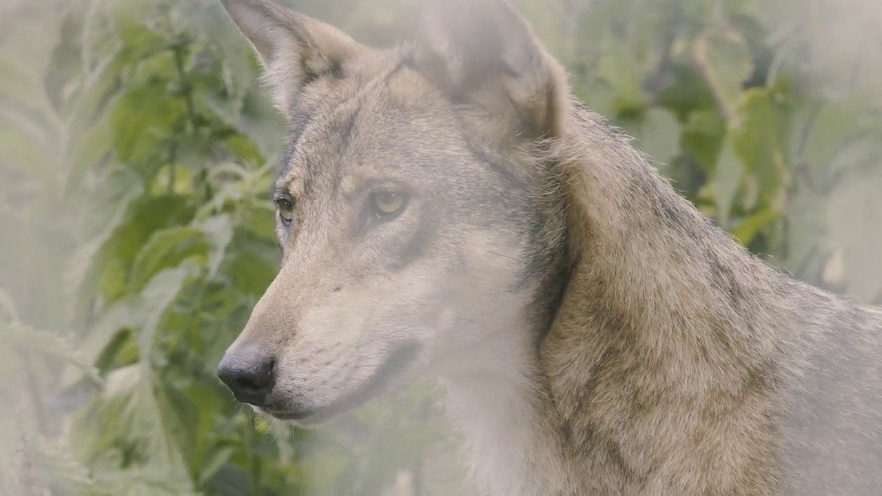 Turner's Tales - Introducing Our European Wolves