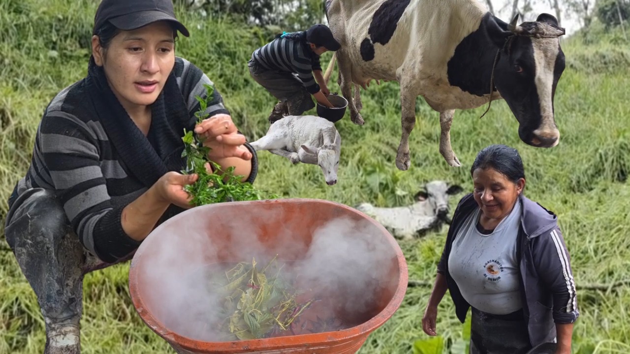 Remedio del CAMPO para curar Ubre de una vaquita recién parida junto a la mamá de Juanito