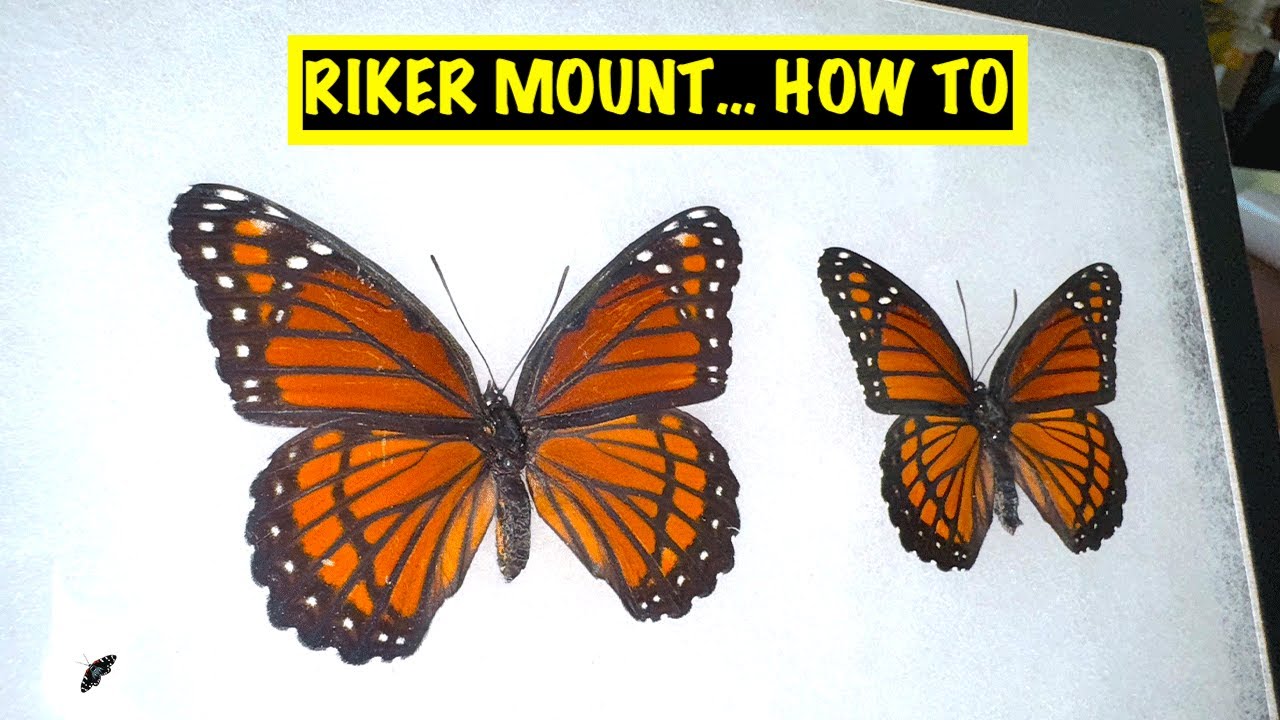 HOW TO MOUNT A BUTTERFLY IN A RIKER MOUNT DISPLAY CASE