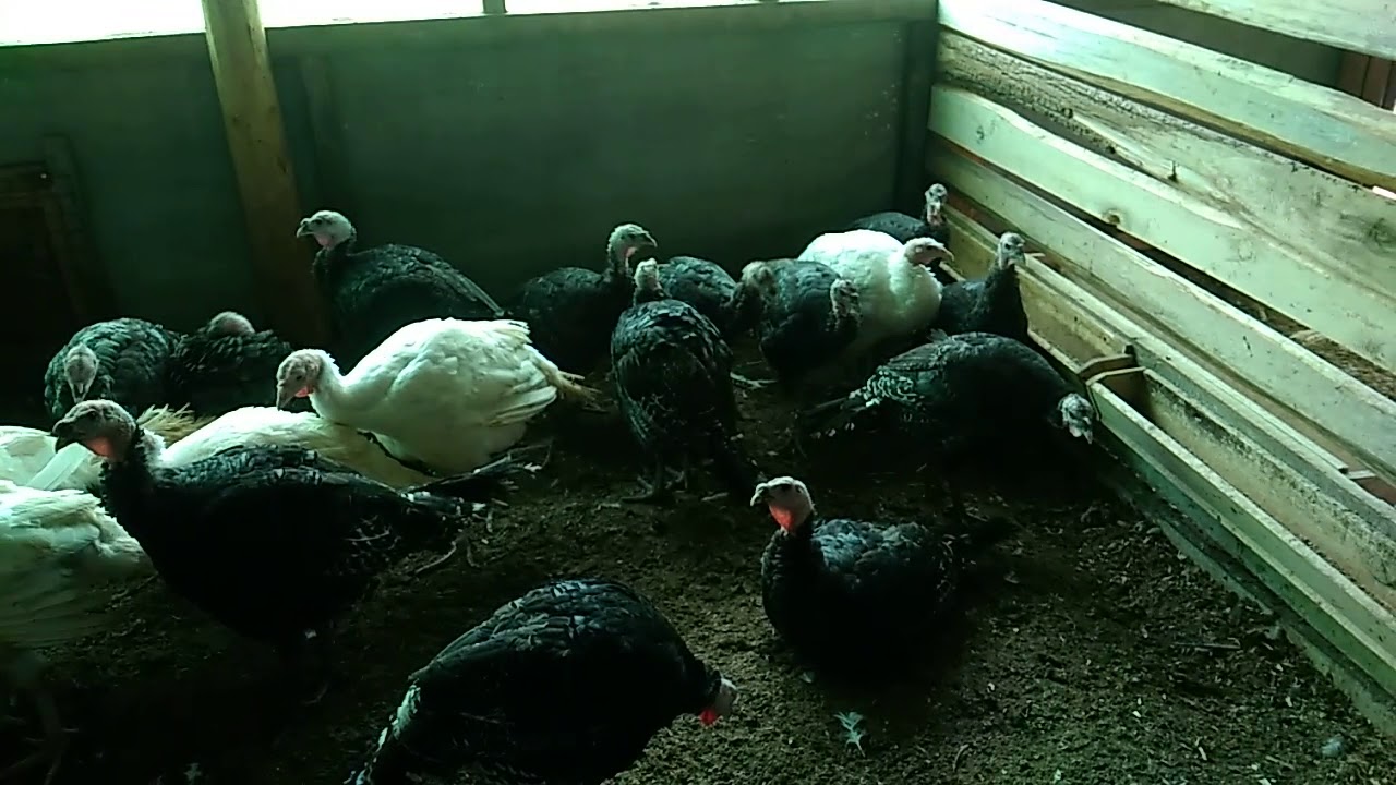 VID 20190803 151224