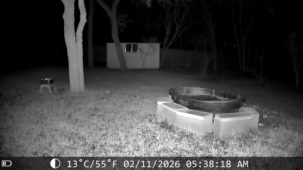 Three coyotes after big game