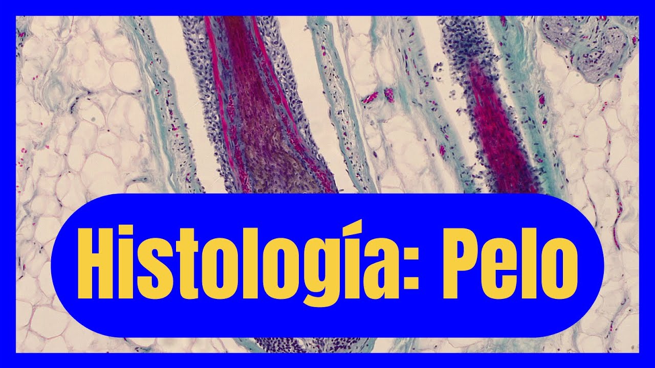 Histología del Pelo: Claves para entender las alopecias