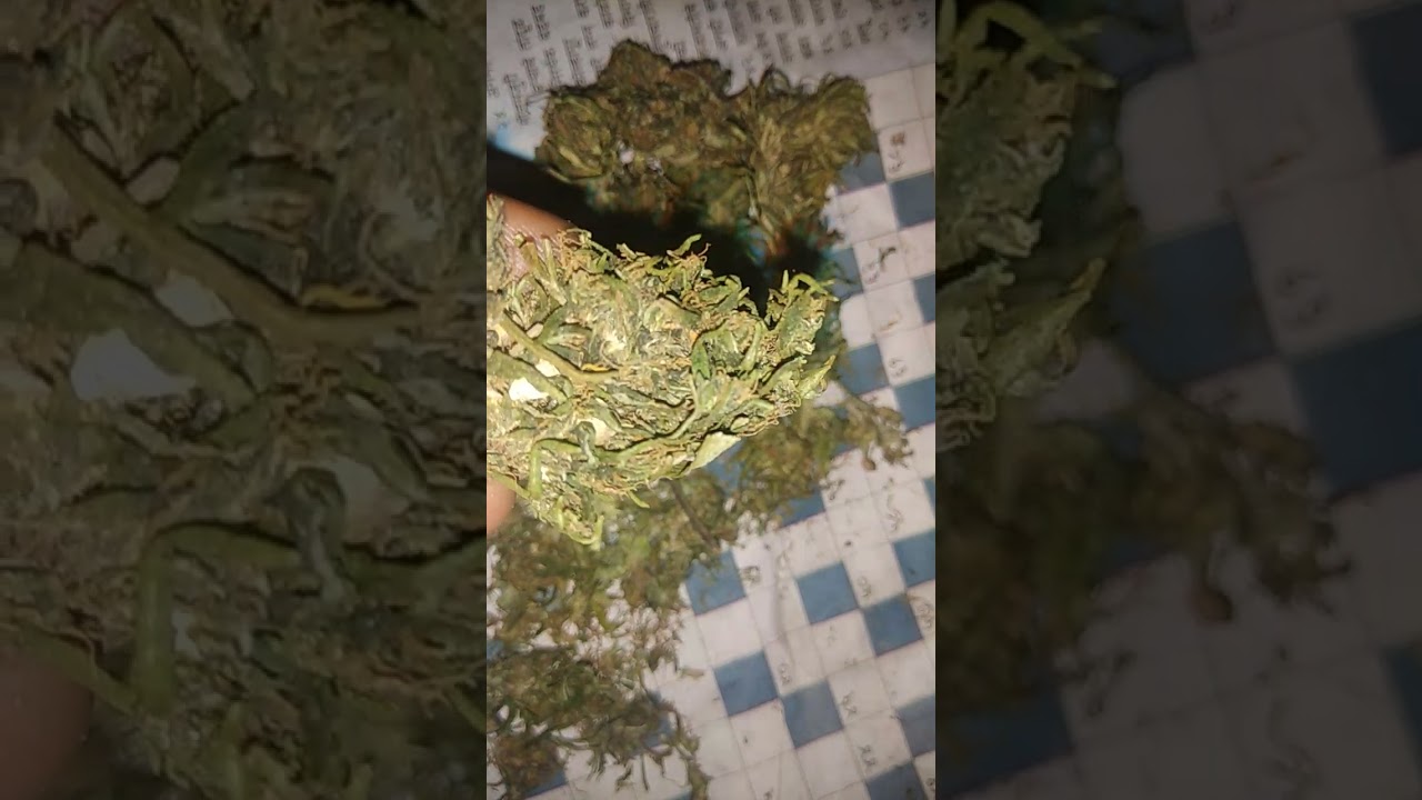 mango indian weed