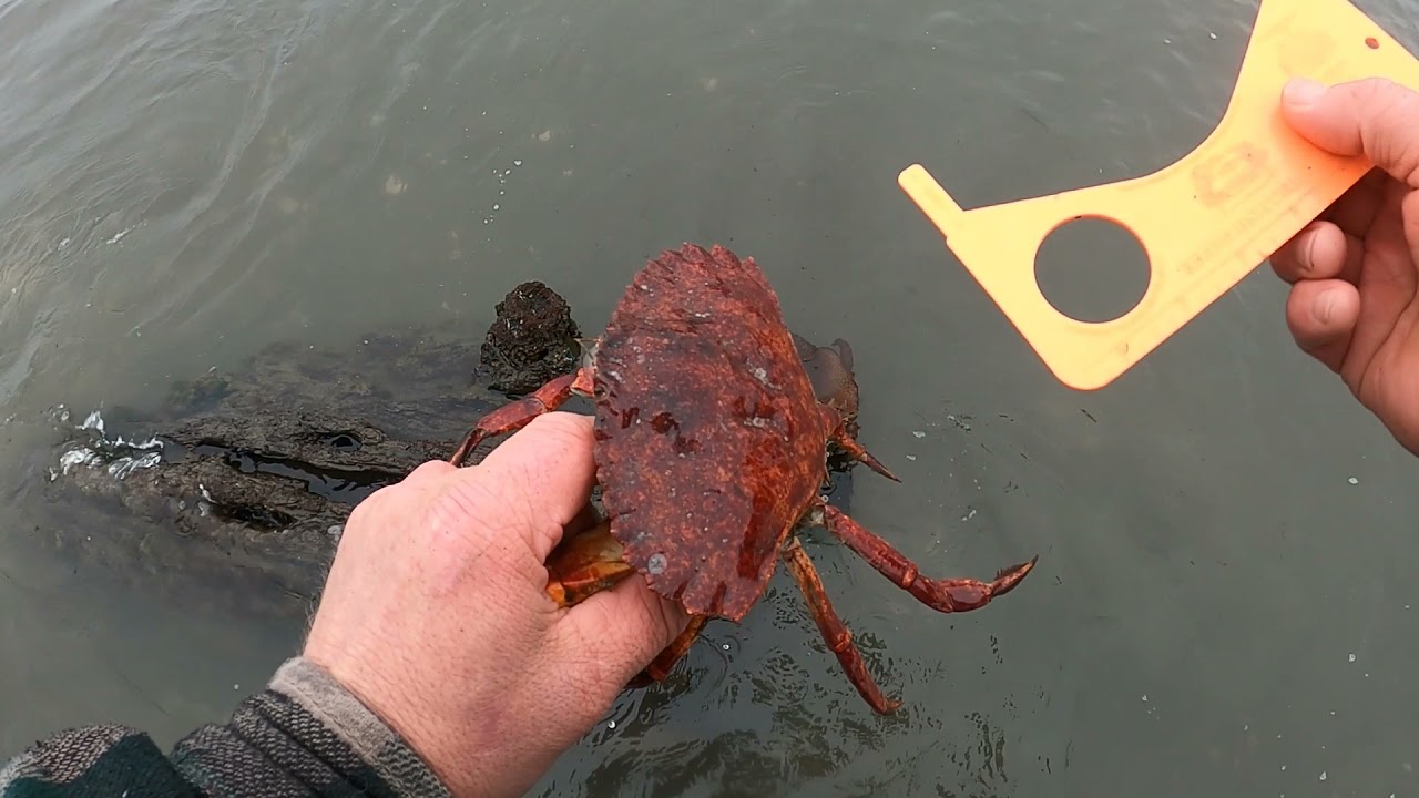 Wading for Dungeness Crab episode 2