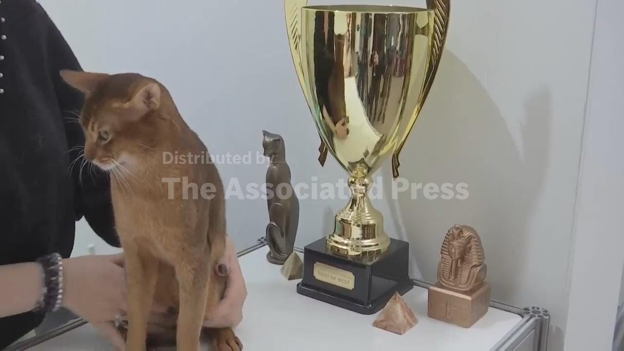 World’s Best Cat makes appearance at Moscow show