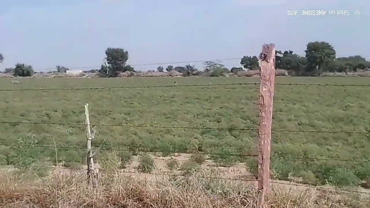 #Mera khet#China#Meri fasal#chinatravel 