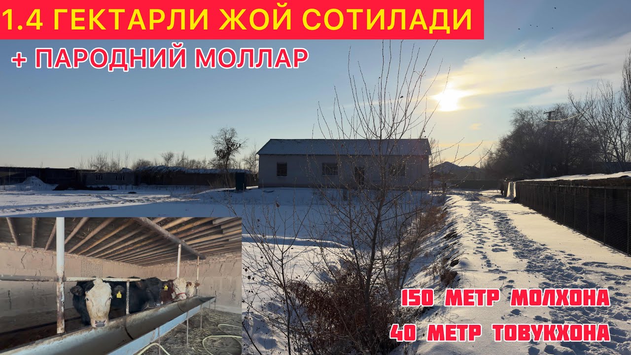 БЕРУНИЙДА 1.4 ГЕКТАРЛИ ЖОЙ СОТИЛАДИ + ПАРОДНИЙ МОЛЛАР 23.01.2026