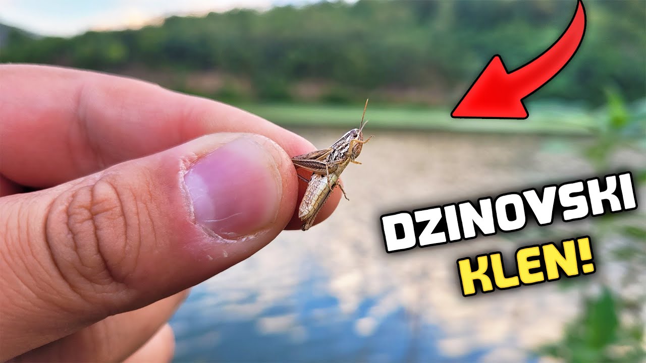 DZINOVSKI KLEN MI POKIDAO SVE! - Ribolov Klena Na SKAKAVCA! (Pecanje na Plovak)