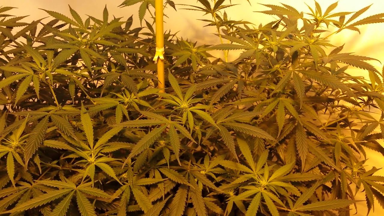 Oregon recreational marijuana fully legal grow!