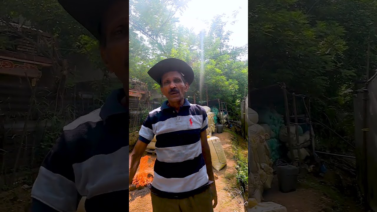 ගින්දර වැඩක් අද හවසට බලාපොරොත්තුවන්න.. #agriculture #gardening