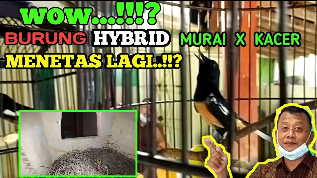 MURKA MURAI BATU KACER, AKHIR NYA MENETAS LAGI UNTUK YANG KEDUA KALI NYA.