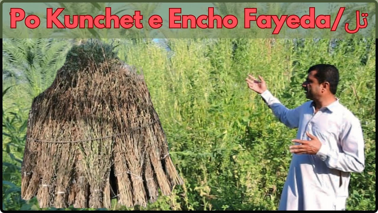 Sesame  Farming In  Balochistan | Kunchete Fayeda | Sesam Seed Farming in Pakistan 🔥Kech_e_Dastan